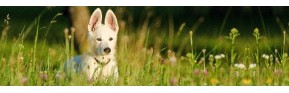 Complément alimentaire de printemps pour le chien : insectes, drainage et vitamines | AJC Nature