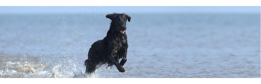 Complément alimentaire d'été pour le chien : insectes, beau poil et anti stress | AJC Nature
