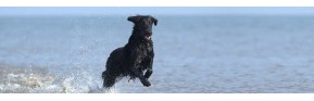 Complément alimentaire d'été pour le chien : insectes, beau poil et anti stress | AJC Nature