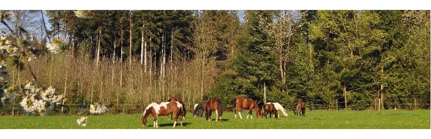 Compléments alimentaires du "Printemps" pour le cheval | AJC Nature
