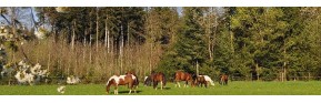 Compléments alimentaires du "Printemps" pour le cheval | AJC Nature