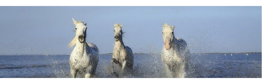 Plantes médicinales spéciales "Eté" pour le cheval | AJC Nature