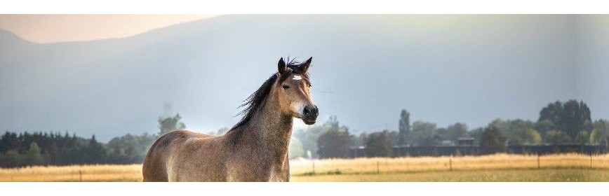 Compléments alimentaires en PROMOTION pour le cheval | AJC Nature