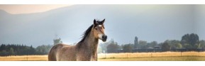 Compléments alimentaires en PROMOTION pour le cheval | AJC Nature