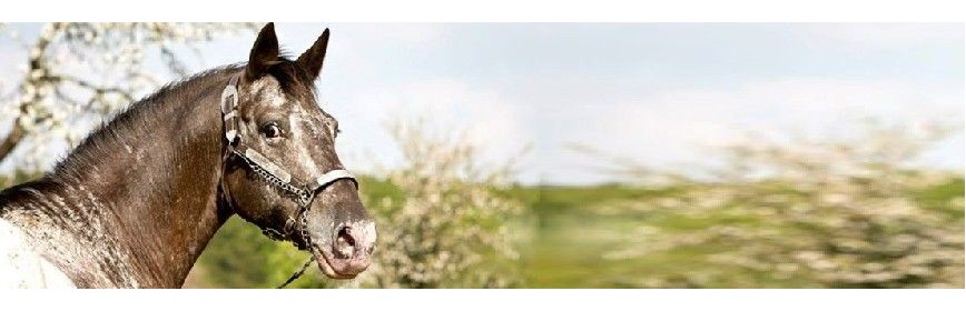 Parasitisme intestinal Les vers et le parasitisme intestinal du cheval
