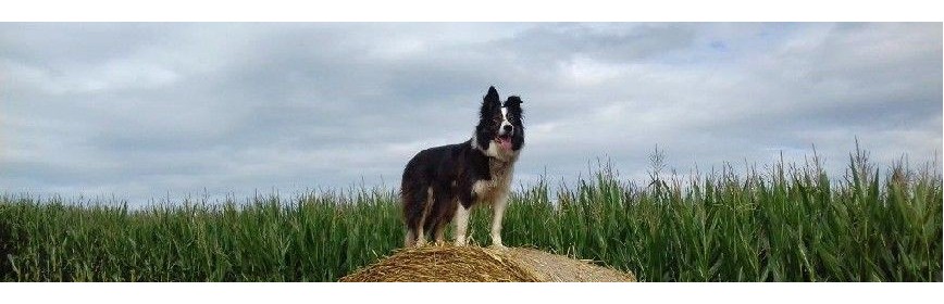 Constipation La Constipation chez le Chien | Dossier Santé | AJC Nature