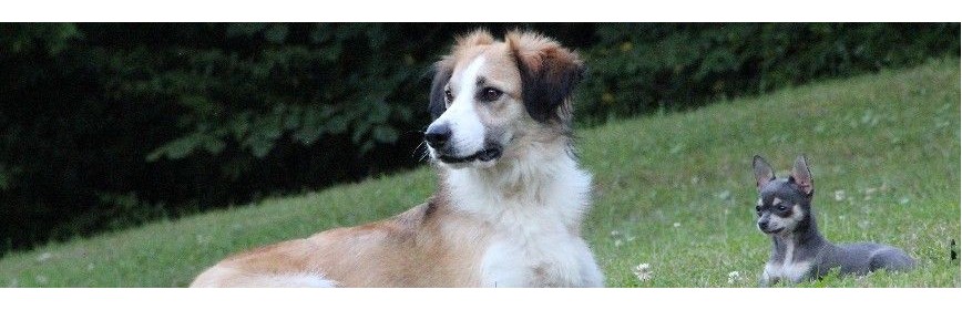 Coprophagie La Coprophagie chez le Chien | Dossier Santé | AJC Nature