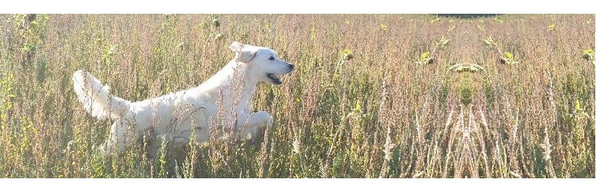 La croissance chez le chiot | Dossier Santé | AJC Nature