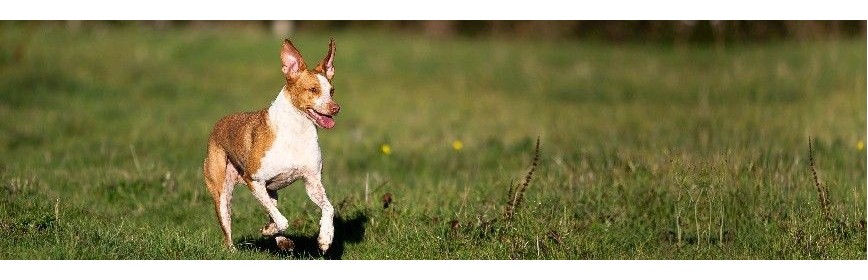 La Diarrhée chez le chien | Dossier Santé | AJC Nature