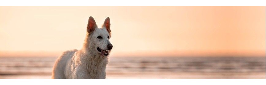 Gastrite La Gastrite chez le Chien | Dossier Santé | AJC Nature