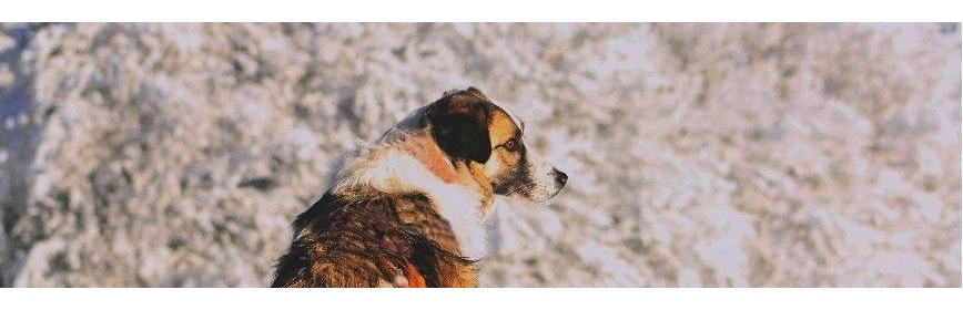 Chien Âgé | Dossier Santé | AJC Nature