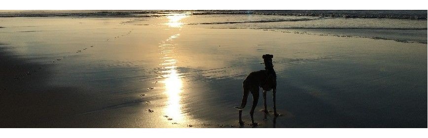 Flatulences (gaz) Les gaz et Flatulences chez le chien