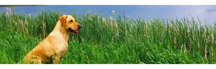 Complément alimentaire en cas de démangeaisons chez le chien | AJC Nature