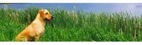 Complément alimentaire en cas de démangeaisons chez le chien | AJC Nature
