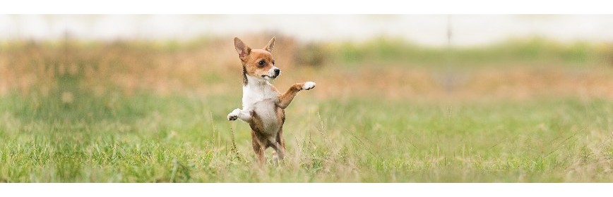 La Leishmaniose chez le Chien | Dossier Santé | AJC Nature