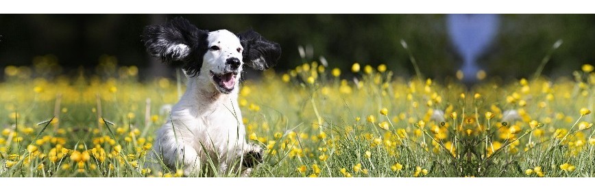 Nettoyage Oreilles - Otites Nettoyer les oreilles de votre chien et éviter les Otites | AJC Nature