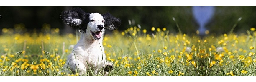 Nettoyer les oreilles de votre chien et éviter les Otites | AJC Nature