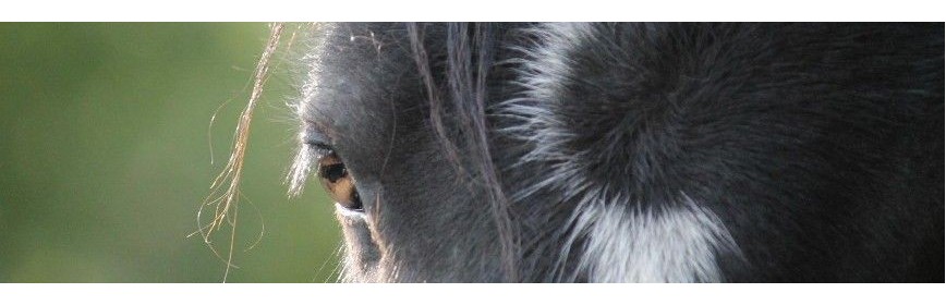 Problèmes de Peau Cheval | Dossier Santé | AJC Nature
