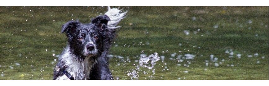 La perte de poils chez le Chien | AJC NAture