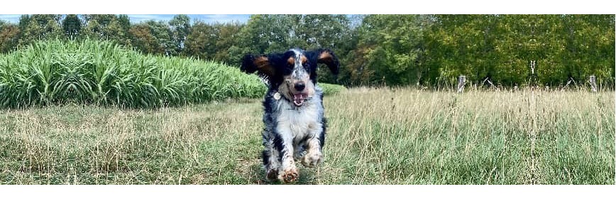 Les problèmes de peau chez le Chien | AJC Nature