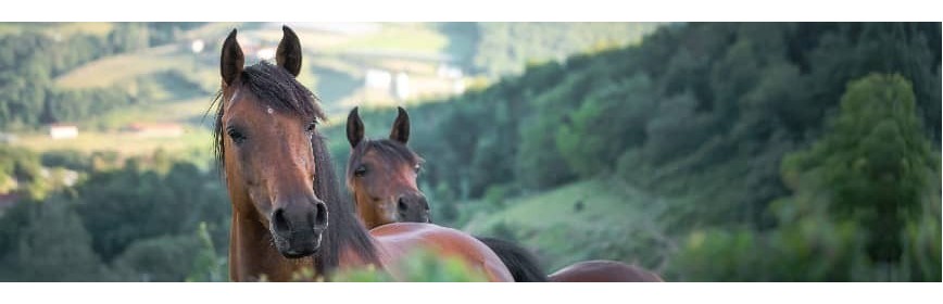 Immunité Immunité chez le cheval | Dossier santé | AJC Nature