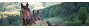 Immunité chez le cheval | Dossier santé | AJC Nature