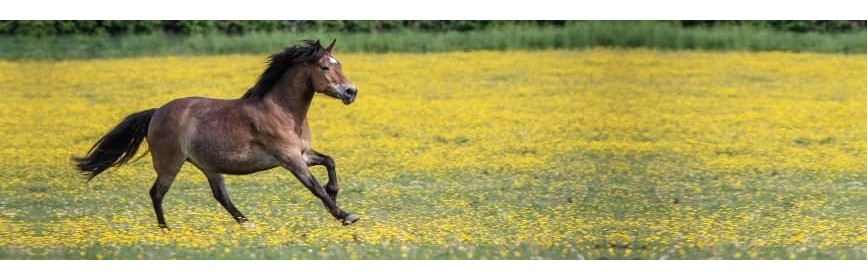 Compléments alimentaires - Système immunitaire du Cheval | AJC Nature