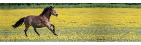 Compléments alimentaires - Système immunitaire du Cheval | AJC Nature