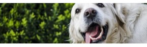 Brosser les dents de son chien | AJC Nature