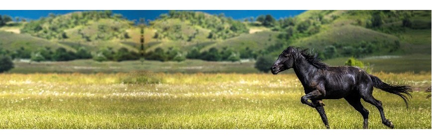 Compléments alimentaires en cas d'Ulcères chez le cheval | AJC Nature