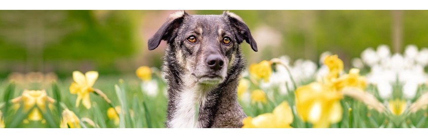 La Dermatite à Malassezia La Dermatite à Malassezia chez le Chien