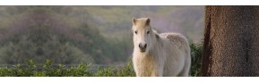 Complément alimentaire Drainage du foie à base de plantes pour chevaux | AJC Nature