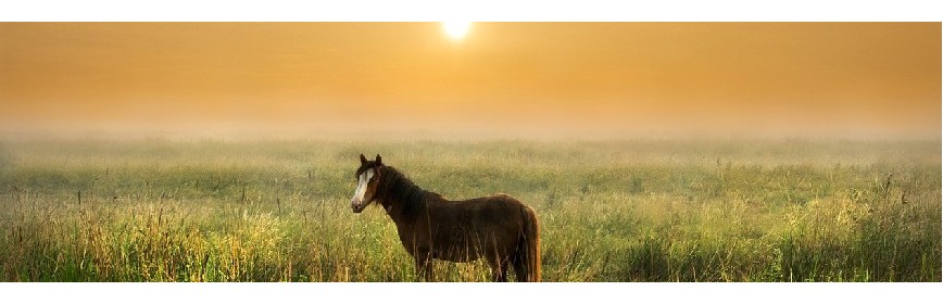 SME - Syndrome Métabolique Equin Complément alimentaire - SME - Syndrome Métabolique Equin | AJC Nature