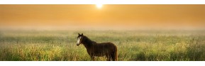 Complément alimentaire - SME - Syndrome Métabolique Equin | AJC Nature