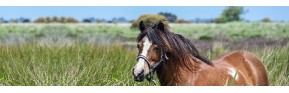 La transition alimentaire chez le cheval | Dossier Santé | AJC Nature