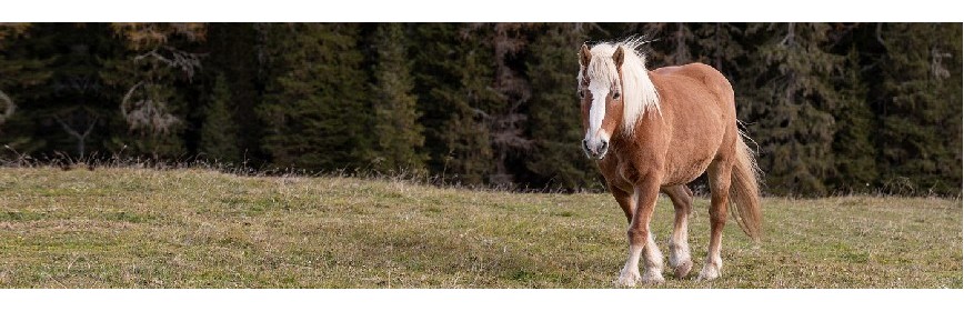 Myosite et Coup de sang Myosite et Coup de sang | Dossier Santé | AJC Nature