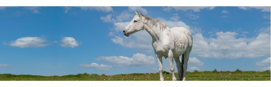 Soigner le cheval par les plantes | AJC Nature