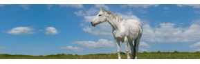 Soigner le cheval par les plantes | AJC Nature