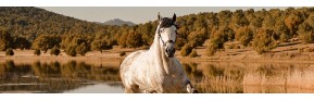 Contre les poux chez le cheval | AJC Nature