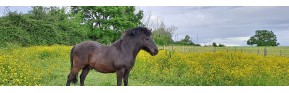 Kotwasser ou syndrome d’écoulement anal | AJC Nature