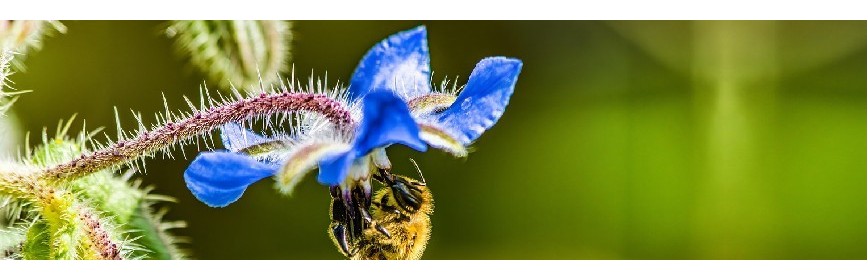 L'huile de bourrache (gélules) Les bienfaits de l'huile de bourrache (gélules) | AJC Nature