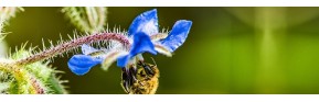 Les bienfaits de l'huile de bourrache (gélules) | AJC Nature