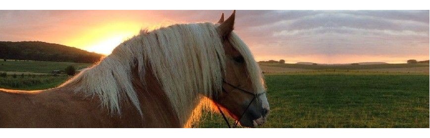 Dossiers sur la santé et les maladies du cheval | AJC Nature