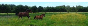 Problèmes Respiratoires Cheval | Dossier Santé | AJC Nature