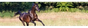 Soins des articulations (arthrose, boiterie,...) du cheval | AJC Nature