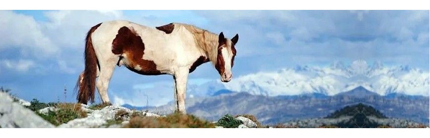 Aide à la respiration du cheval (Toux, Emphysème) | AJC Nature