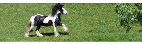 Complément alimentaires dermite, démangeaisons et grattage du cheval | AJC Nature