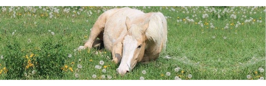 Aide à la digestion à base de plantes pour chevaux | AJC Nature