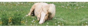 Complément alimentaire d'Aide à la digestion pour chevaux | AJC Nature