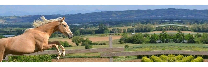 Plantes pour favoriser la circulation sanguine du cheval | AJC Nature